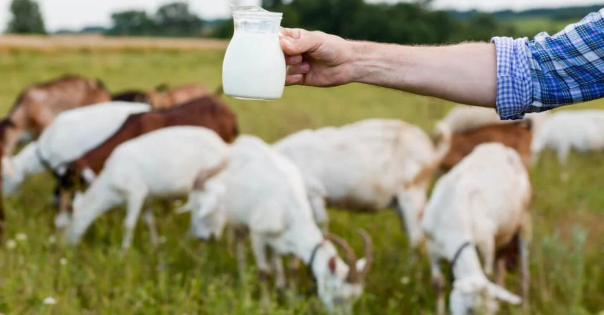 Goat’s Milk Body Wash vs. Regular Body Wash: Which Is Better?